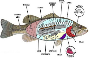 ALAT PERNAFASAN IKAN