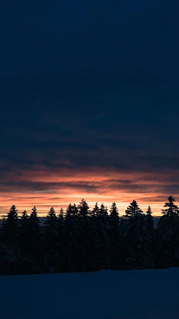 Winter, Trees, Spruce, Clouds, Sunset, Snow, Dark