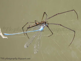 Long Jawed Spider