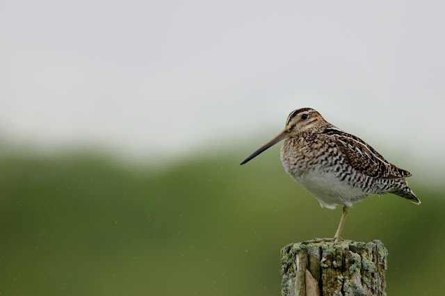 Wilson's Snipe at Carden Alvar