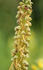 Man Orchid - Copper Hill, Lincolnshire
