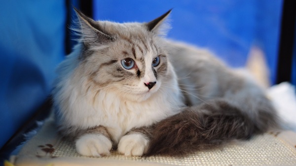 Photo De Chat Magnifique Chat Blanc Gris Aux Yeux Bleus