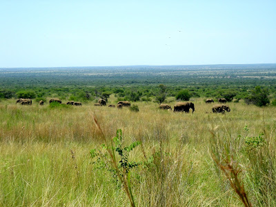 Pilanesberg Game Reserve, South Africa, landscape, elephants