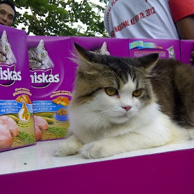 Foto Otto saat jadi Juara I Kontes Foto Kucing Klop - Whiskas