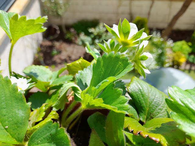 Fresones (Fragaria x ananassa).