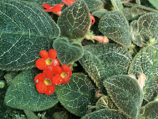 Episcia cupreata 'Amazon' ou 'Amazonica'