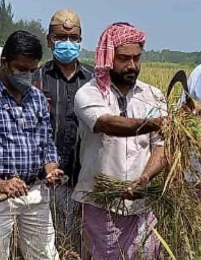 Paddy cultivation on fallow land