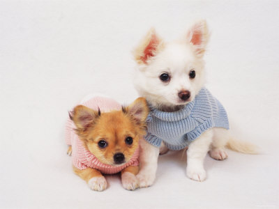 Clothes  Small Dogs on Chihuahua