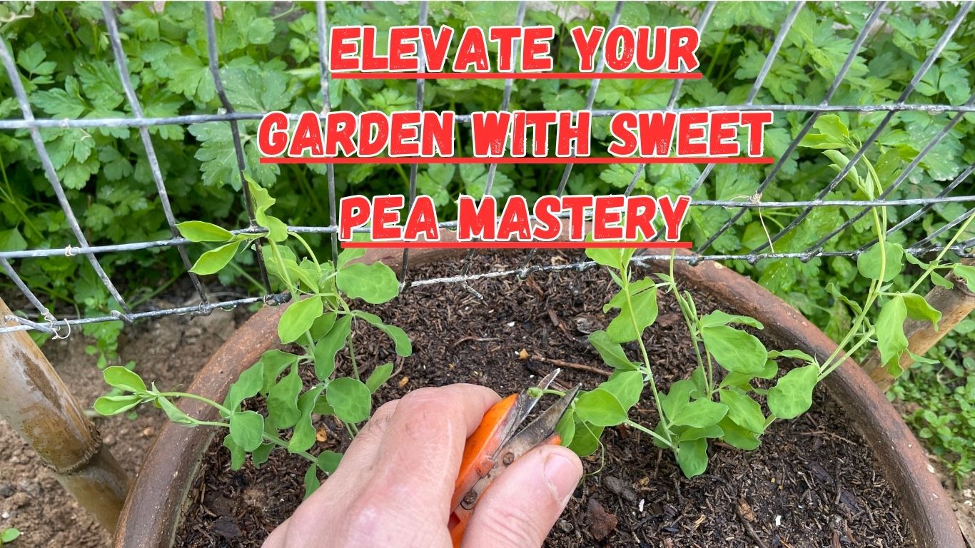 Embark on a mesmerizing expedition into the realm of sweet peas and bear witness to the enchanting power of nurturing. Through the gentle act of pinching the growing tips, you can witness a remarkable transformation as your sweet pea seedlings flourish into vibrant wonders adorned with blossoms.