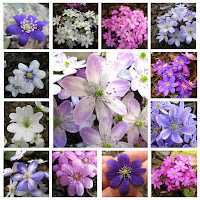 Печёночница благородная (Hepatica nobilis var.nobilis) НАБОР "Весенняя Сказка" Печёночница благородная Hepatica nobilis var.nobilis купить печёночницу купить махровые печёночницы печёночницы селекция Константиновой Натальи