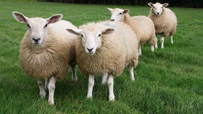 4 Ekor Domba Diatas Padang Rumput - Sekitar Dunia Unik