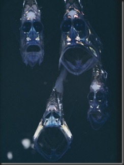 hatchetfish2