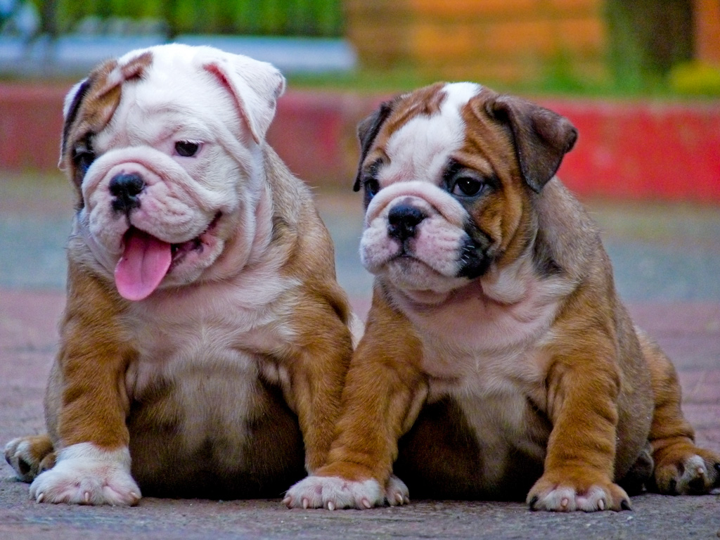 Cute Puppy Dogs: cute english bulldog puppies