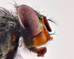 Close-up of the face of a housefly.