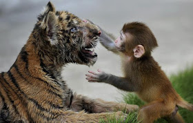 Baby rhesus monkey and his tiger cub friends, rhesus monkey