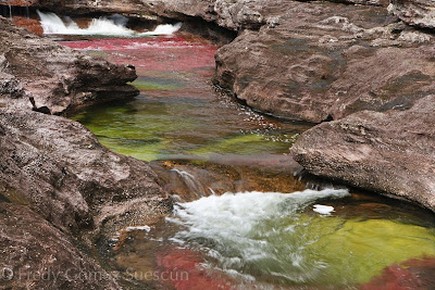 cano cristales 2%5B2%5D أجمل أنهار العالم ، نهر كانو كريستال ذو الألوان الخمسة في كولومبيا