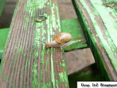 snail moving