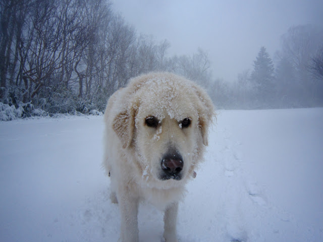 雪にまみれた犬