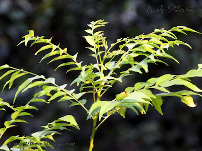 Curry leaf plant - Murraya koenigii