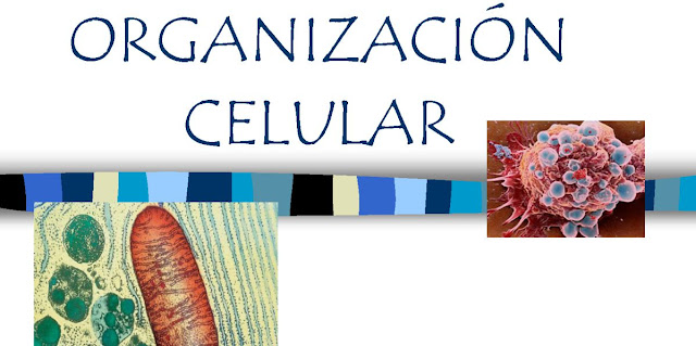 Organizacion celular y biologia celular