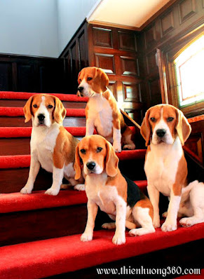 20 giống chó cảnh đẹp lạ và giống chó dễ nuôi: Chó Beagle