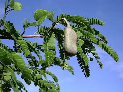Tamarind or specifically Tamarindus indica, or Dates of India, also known as Amalika, a leguminous tree (family Fabaceae) bears edible fruit, is indigenous to India and tropical Africa