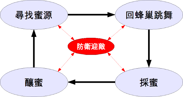 蜜蜂一天的狀態