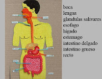 maqueta del sistema digestivo humano