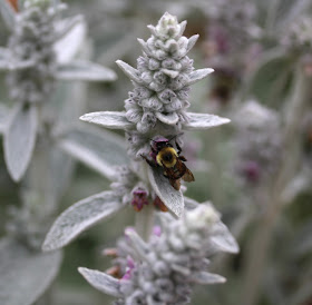 Busy Bee ~ Photo by ChatterBlossom #bee #nature #flower