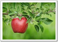 التفاح مصدر نباتي