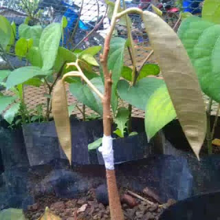 http://tipspetani.blogspot.com/2016/11/panduan-sambung-pucuk-pada-pohon-durian.html