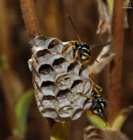 Avispa cartonera (Polistes dominula)