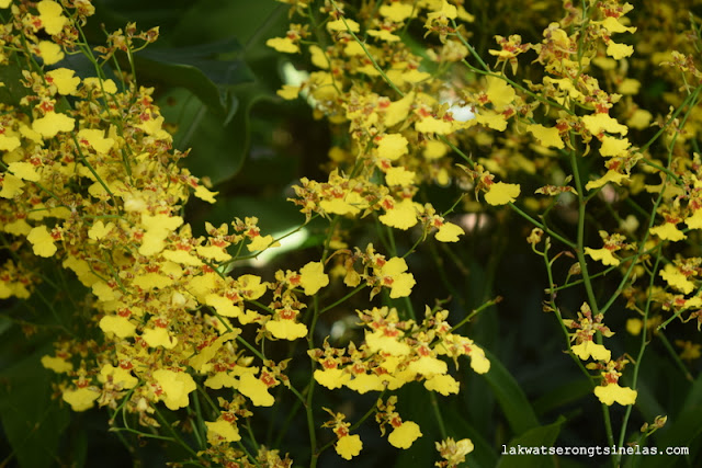 WHY THE SINGAPORE BOTANIC GARDENS IS A UNESCO WORLD HERITAGE SITE?