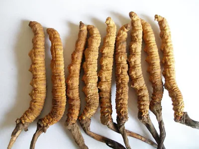 Cordyceps Mushroom Trainings