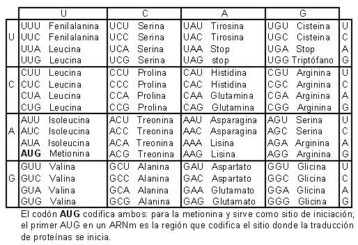 Resultado de imagen de cuadro de aminoacidos