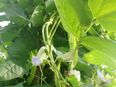 四角 豆 栽培 844877-四角豆栽培