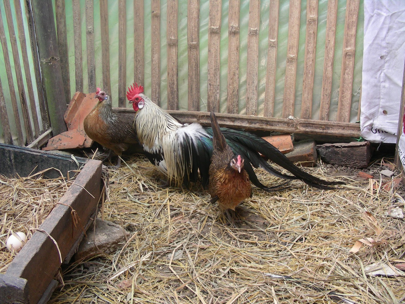  AYAM  HIAS JOGJA AYAM  PHOENIX