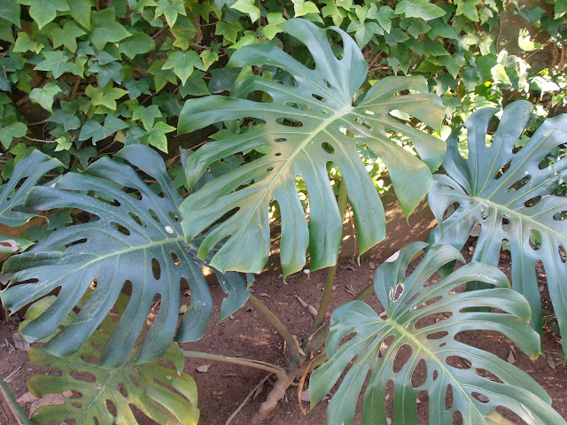 COSTILLA DE ADÁN: Monstera deliciosa