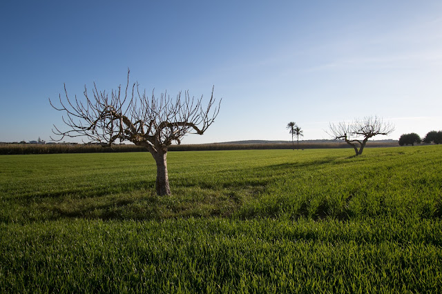 Azienda il Feudo Maccari