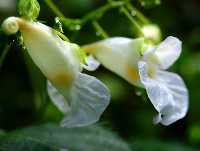 Impatiens textori