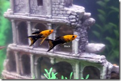 fishies09