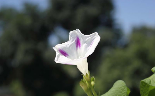 Morning Glory Flowers Pictures