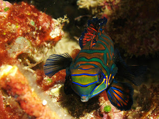 Mandarin Fish image