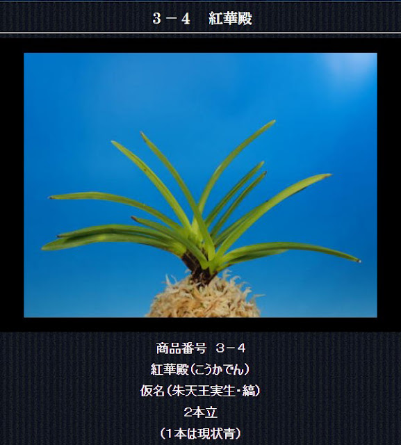  http://www.fuuran.jp/3-4.html