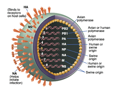 Swine Flu H1N1 Pandemic Alet Level WHO, Direktur Jenderal Peternakan Departemen Pertanian