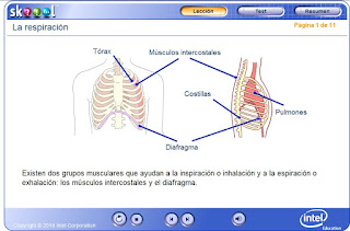 http://ww2.educarchile.cl/UserFiles/P0024/File/skoool/European_Spanish/Junior_Cycle_Level_1/biology/breathing/index.html