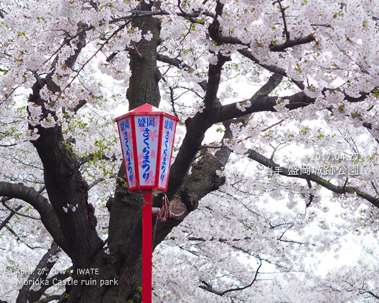 盛岡城跡公園の桜