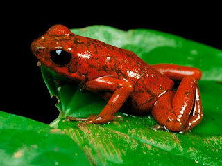 Foto Katak Beracun Warna Merah Strawbery