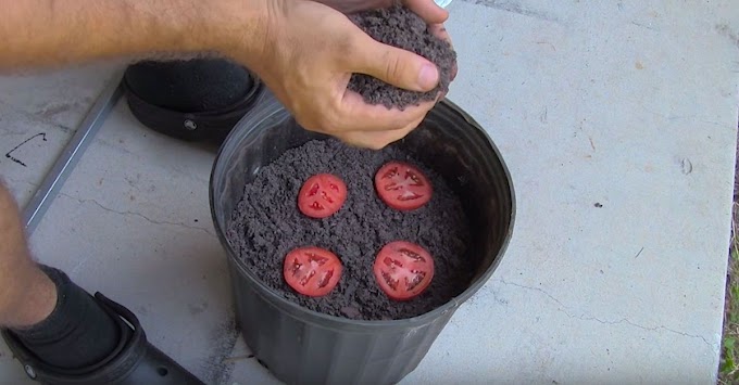 What You Think To Happen To 4 Tomato Slice On A Bucket Of Dirt...? Unimaginable!!