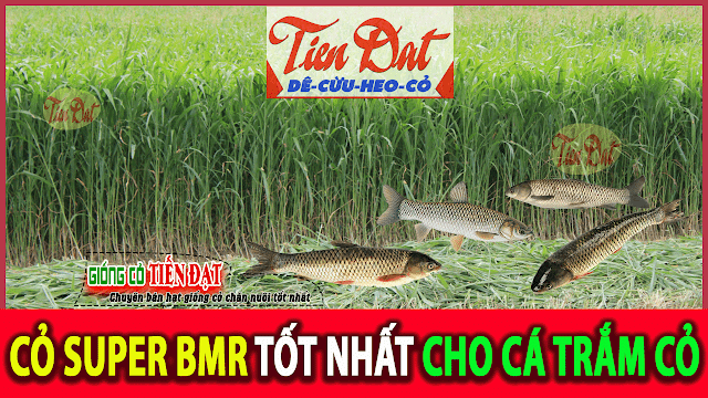 Loại giống cỏ nào tốt nhất cho cá trắm cỏ ăn